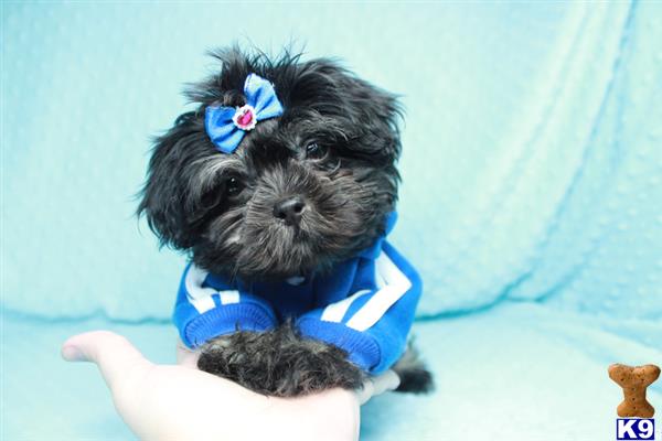 lvpuppyheaven Picture 3